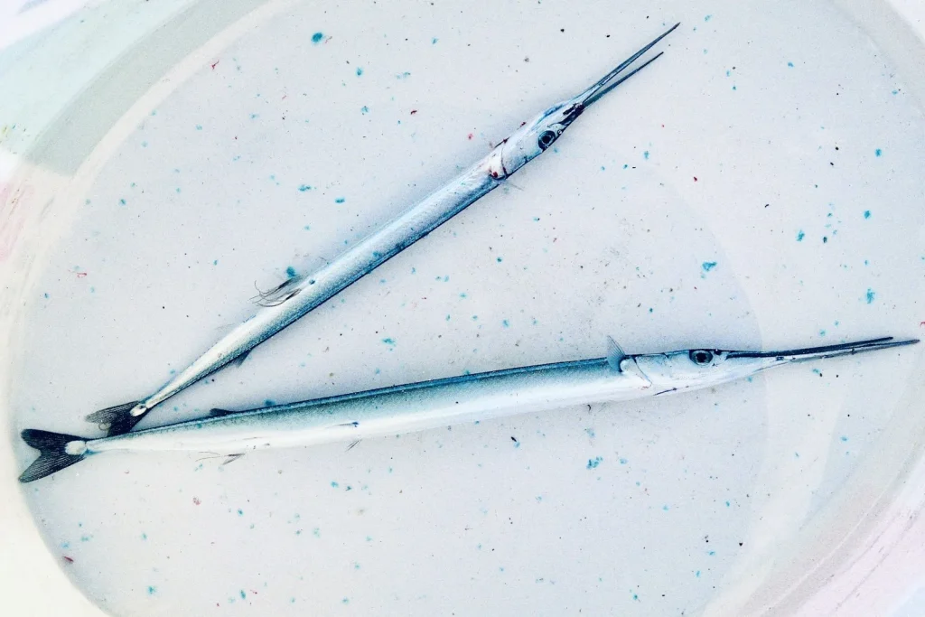 Tweezers lifting a wound thread fragment out of the hook race channel