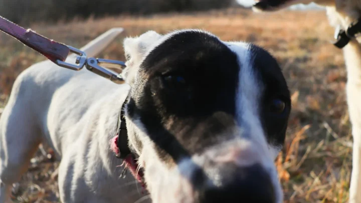 Feed Dogs Not Moving? Trace the Cause Under the Plate